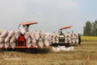 Vietnam promotes cooperation to remove barriers to rice trade with the Philippines