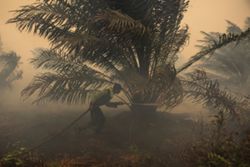 Haze: Japan offers water-bombing aid as Kalimantan ISPU surges past 1,000