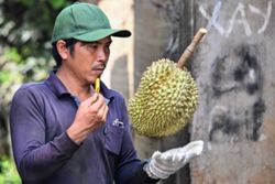 Vietnamese coffee farmers ride China's durian wave