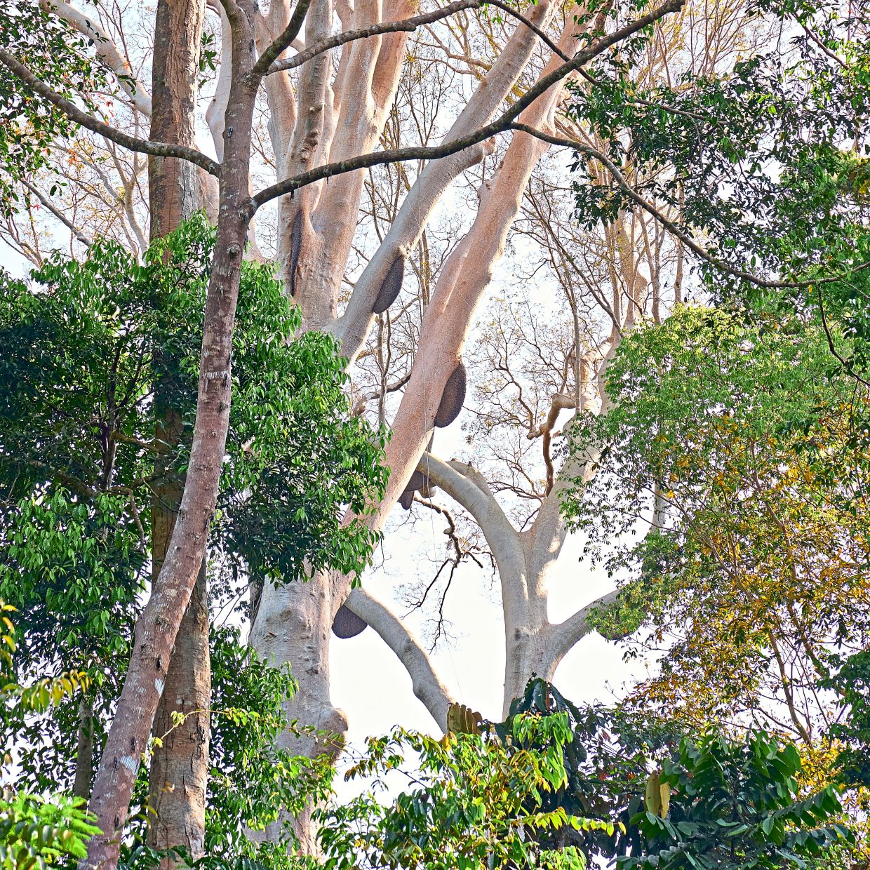 Tualang trees can grow to 85m and have branches only at the top, making bee hives visible from the ground.