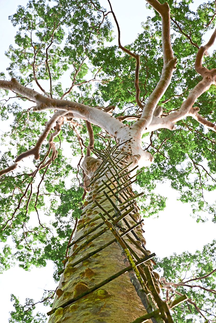 Part of the danger involved in harvesting Tualang honey is that harvesters have to scale these tall trees using handmade bamboo ladders.