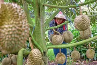 Going from coffee to durian