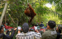 Burning Kalimantan forests put orangutans at risk