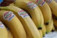 Fresh banana exports to China lift incomes in north-western Cambodia's border province