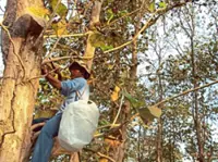Malaysian entrepreneur works with Orang Asli communities to harvest wild honey