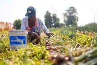 China and Brunei deepen ties on sustainable agriculture, rural development