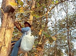 Malaysian entrepreneur works with Orang Asli communities to harvest wild honey