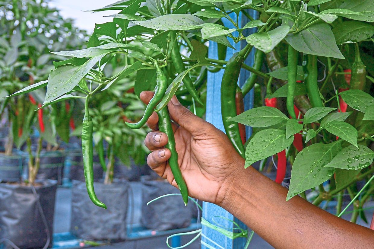 MAIWP reports that the project yielded 16.7 tonnes of chillies in its first harvest.
