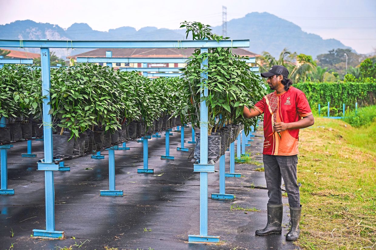 Asnaf Chilli Fertigation Farming Programme at Kompleks Darul Kifayah in Kuala Lumpur.
