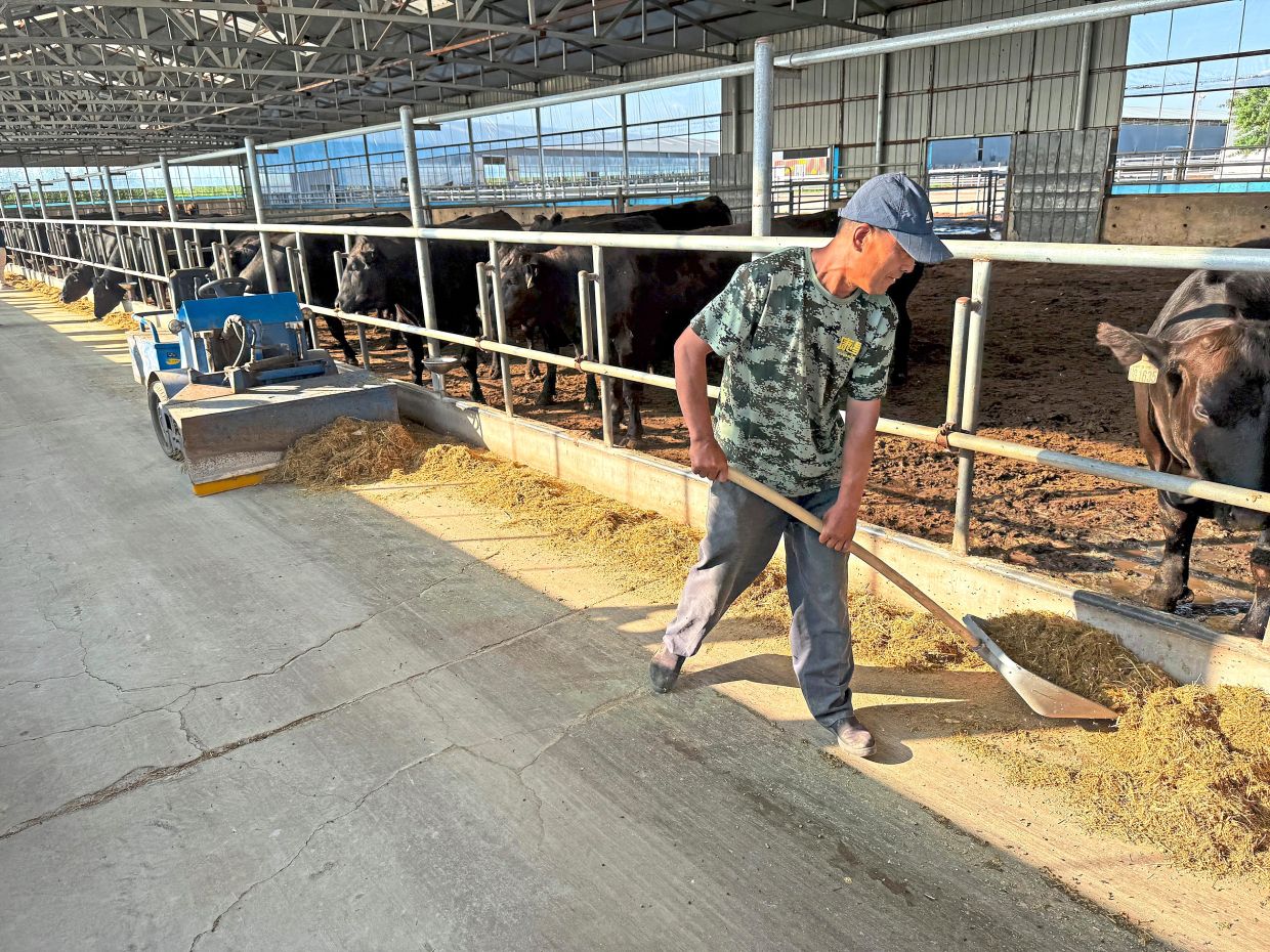 From wasteland to beef heartland