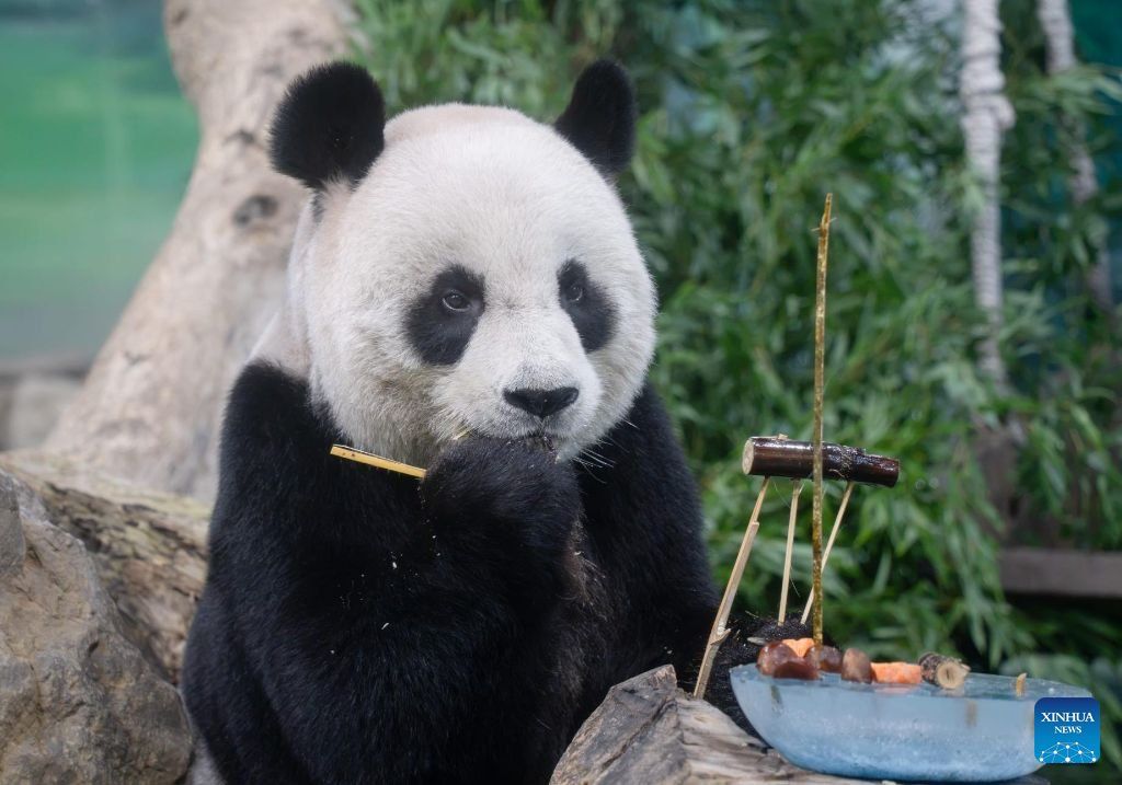 Giant panda Yuan Yuan enjoys a special meal for her 22nd birthday at Taipei Zoo in Taipei, Southeast China's Taiwan, Aug 30, 2026. - Photo: Taipei Zoo handout via Xinhua
