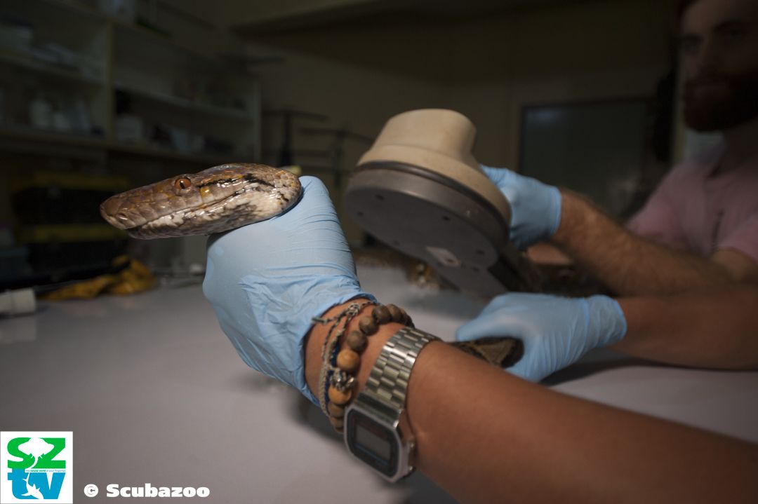 Stop relying on field counts to set harvest limits for wild pythons, say experts