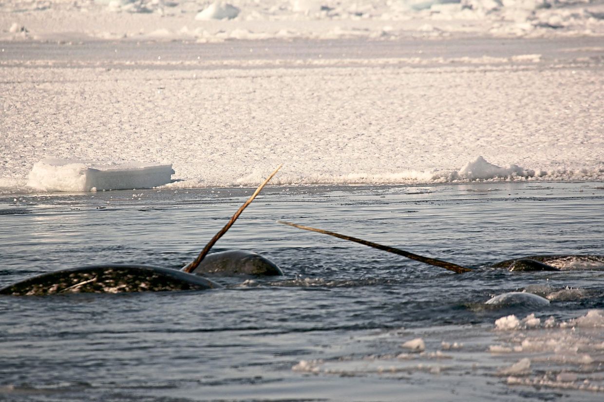 A large international team of researchers have announced they had solved a long-running mystery about the narwhal tusks: how they are spiral yet straight.