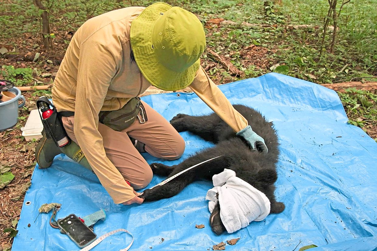 This frame grab from an AFP TV video shows a small female black bear tranquillized on the ground as wild bear experts Akiko Takii (R) and Shinshu University professor Shigeyuki Izumiyama (unseen) collect blood and fur samples for academic research .