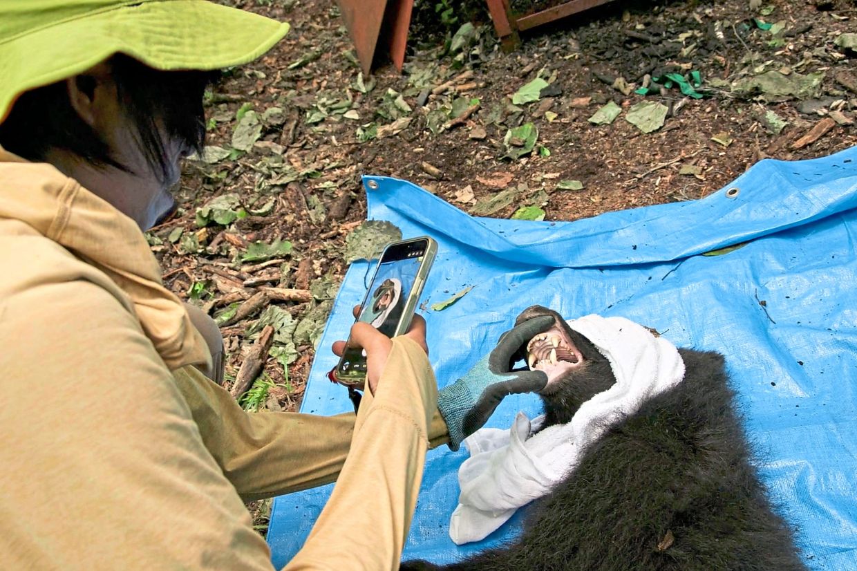 This frame grab from an AFP TV video shows a small female black bear tranquillized on the ground as wild bear experts Akiko Takii (R) and Shinshu University professor Shigeyuki Izumiyama (unseen) collect blood and fur samples for academic research.