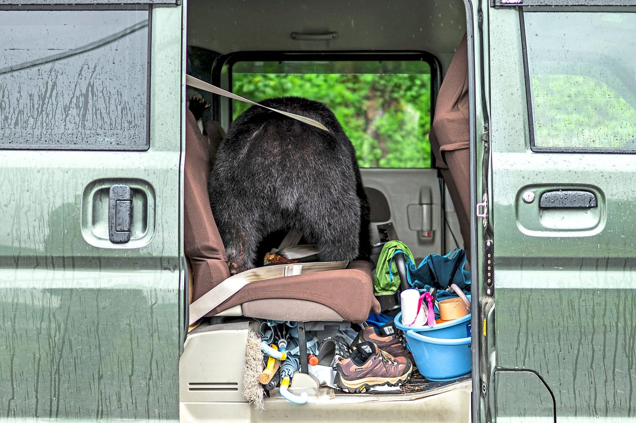 A taxidermy bear, used for presentations in elementary school workshops on the animal, is seen with other items including hiking gear inside the van of wild bear expert Akiko Takii.