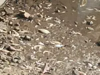 Probe underway after fish, aquatic life found dead in Sitiawan river
