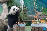 Taipei Zoo celebrates 22nd birthday of giant panda Yuan Yuan from mainland