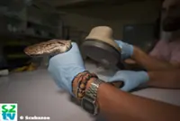 Stop relying on field counts to set harvest limits for wild pythons, say experts