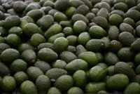 Myanmar has 20,000 tonnes of avocados ready for export in 2026-2027 season
