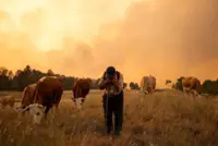 In Serbia's scorched dunes, foresters plan for an even hotter future