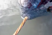 How narwhals grow their unique tusks, spiralled yet arrow-straight