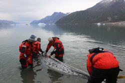 How narwhal 'scientists' track Arctic warming