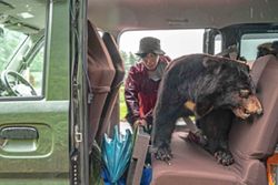 In Japan's mountains, a different way to manage bears emerges