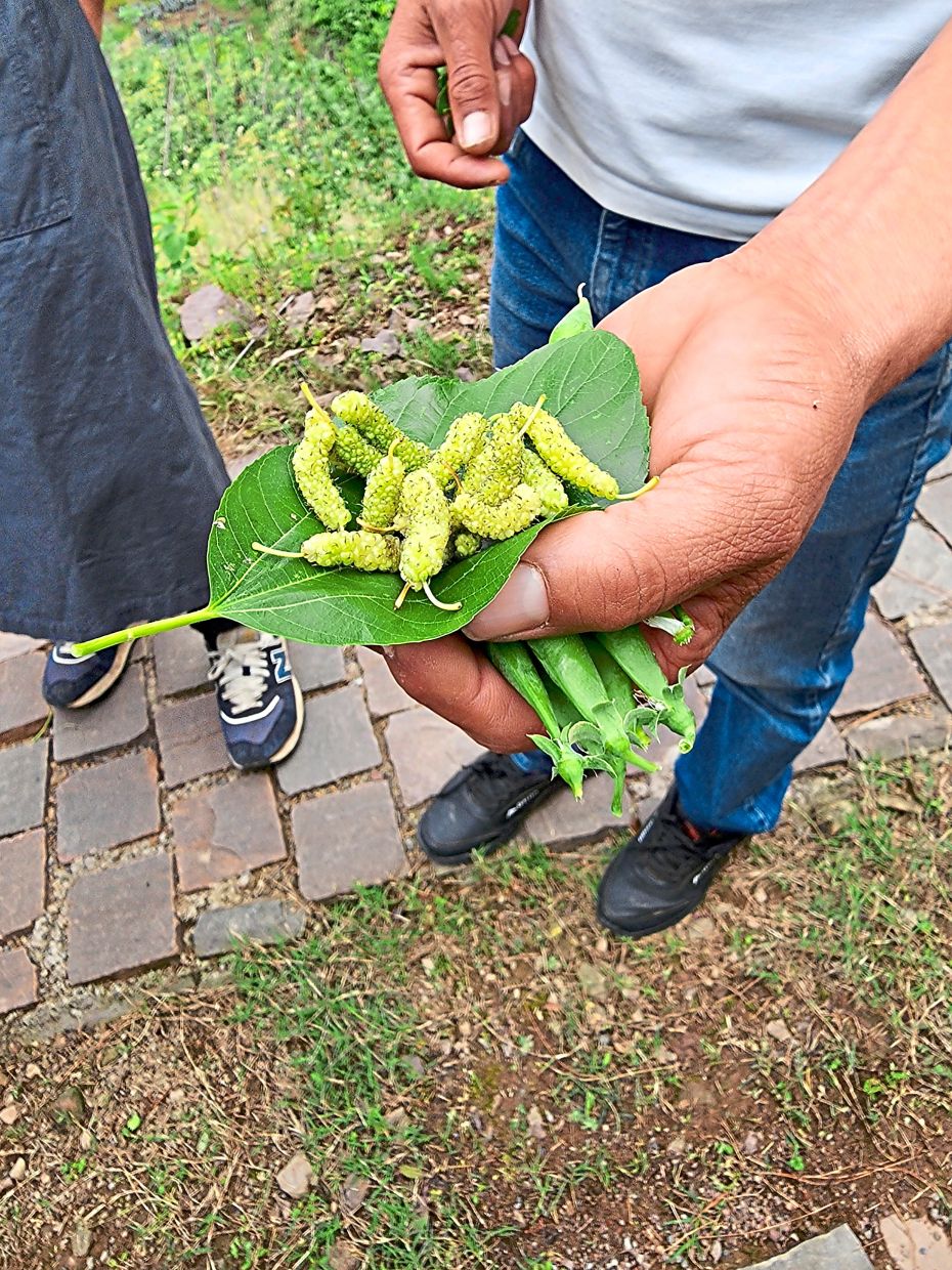 Every day, the team at Naar forages the surrounding areas for fresh seasonal ingredients.