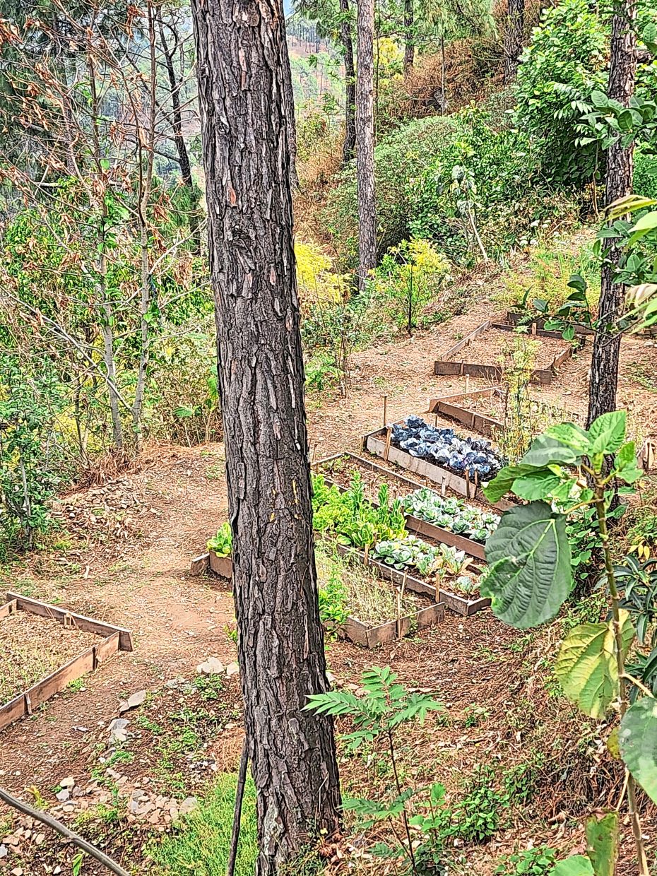 Nearly 80% of the fruits and vegetables on Naar's menu is grown on-site on a purpose-built farm.