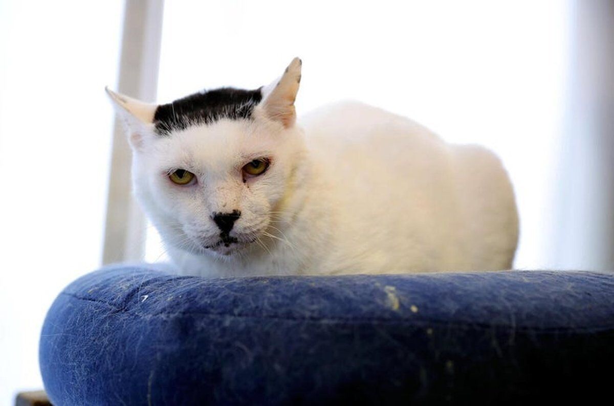 FILE PHOTO: Isobe Norio the cat is seen in Aichi Prefecture in March. - The Japan News/ANN