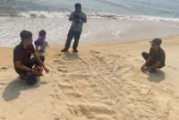Leatherback turtles return to Terengganu waters