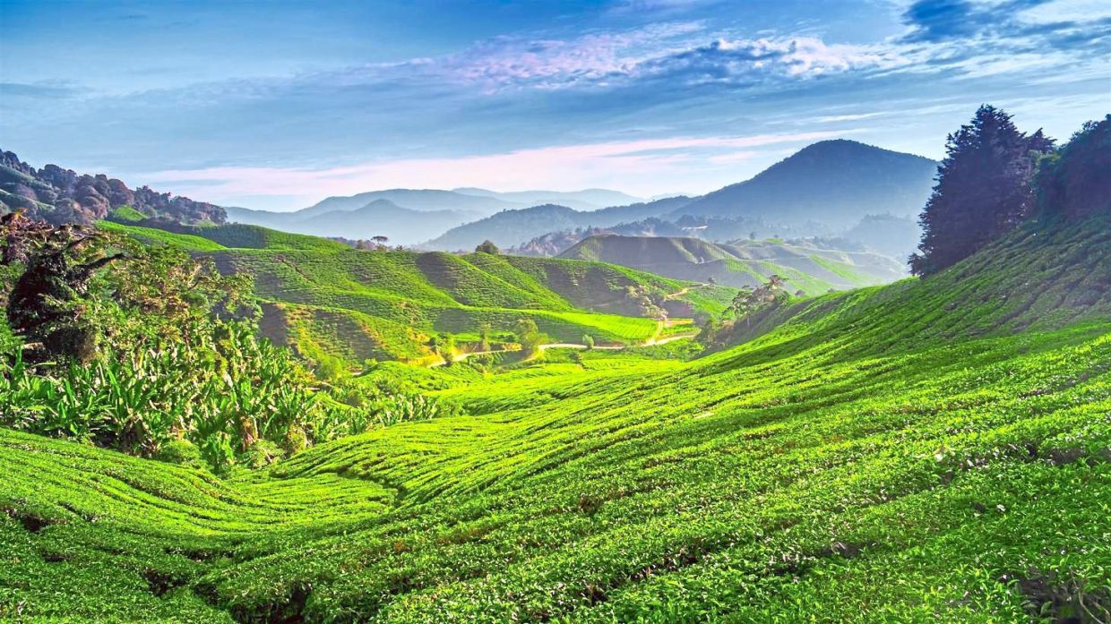 There are tea plantations aplenty in Cameron Highlands. — Filepic