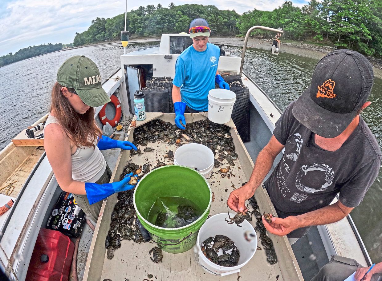 Interns Grace Welles (left) and Jackson Martine (centre) sorting green crabs with Masi while working the York River.