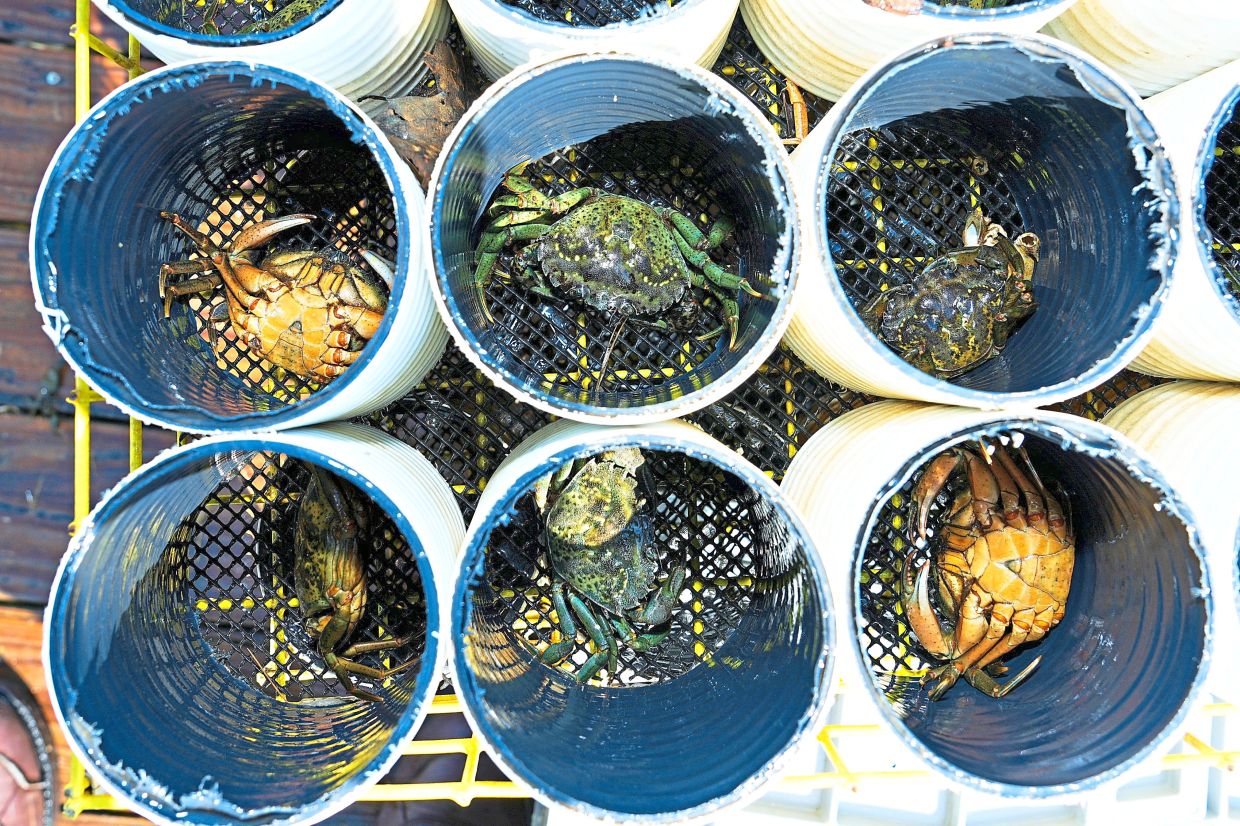 Green crabs being segregated into 'crab condos' before harvesting in Maine.