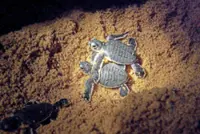 Leatherback turtles return to Terengganu waters