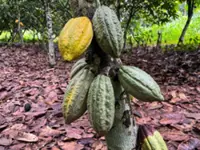 Global cocoa deficit possible, says Guan Chong