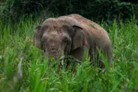 Jumbo on highway relocated to national park