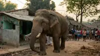 Elephant encounter highlights recurring threat in Pos Gob