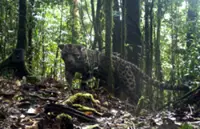GPS tracking reveals secretive spatial habits of Sabah’s Sunda Clouded Leopard