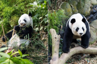 Singapore to mark birthdays of giant pandas Kai Kai and Jia Jia’s with ice cakes, immersive exhibition