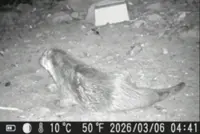 Otters return to Seoul’s Han River after decades, with five families spotted