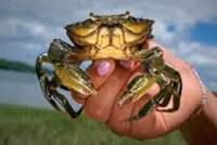 Invasive green crabs are bad for the environment so these folks are eating them