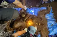 Indonesia rescues orangutan mother and baby from wildfire haze