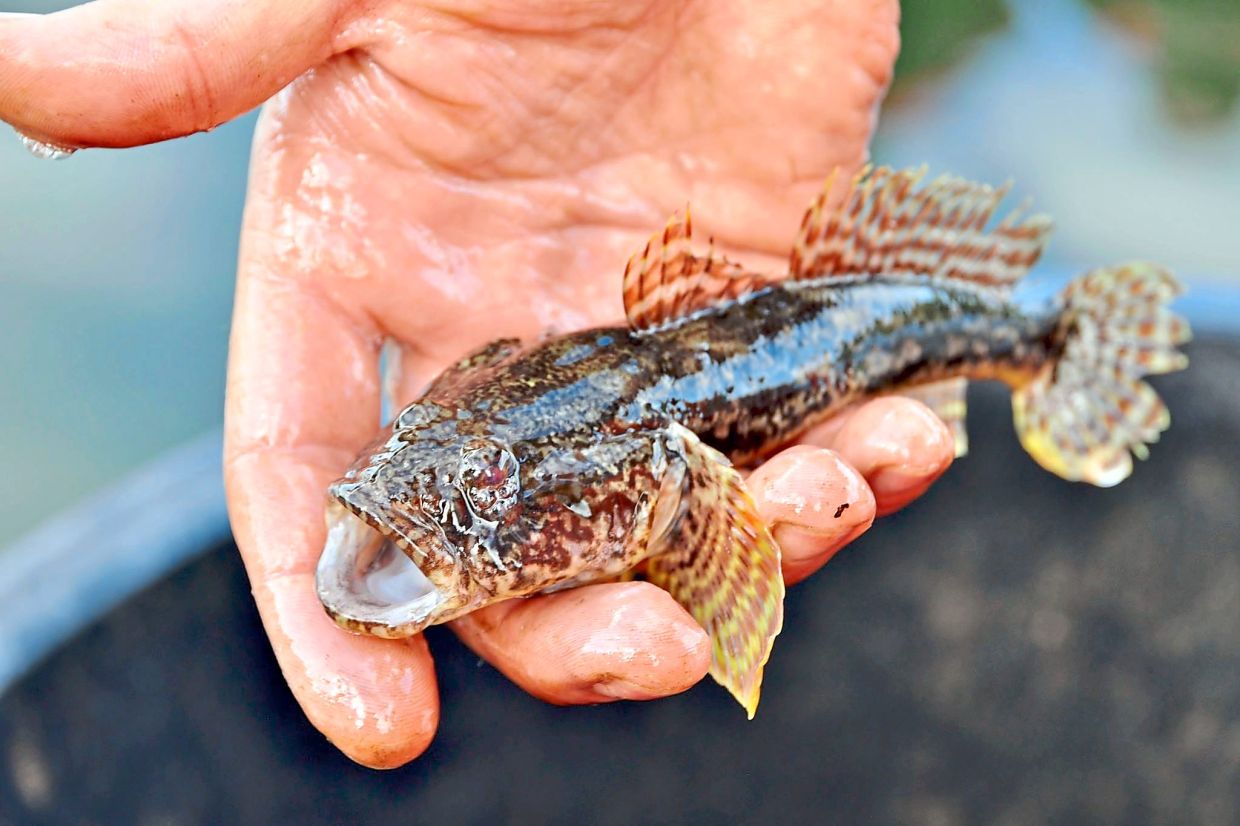 The invasive round goby is multiplying rapidly in the Moselle and has been present in large numbers in Germany’s major rivers for years. — MONA CONTZEN/dpa
