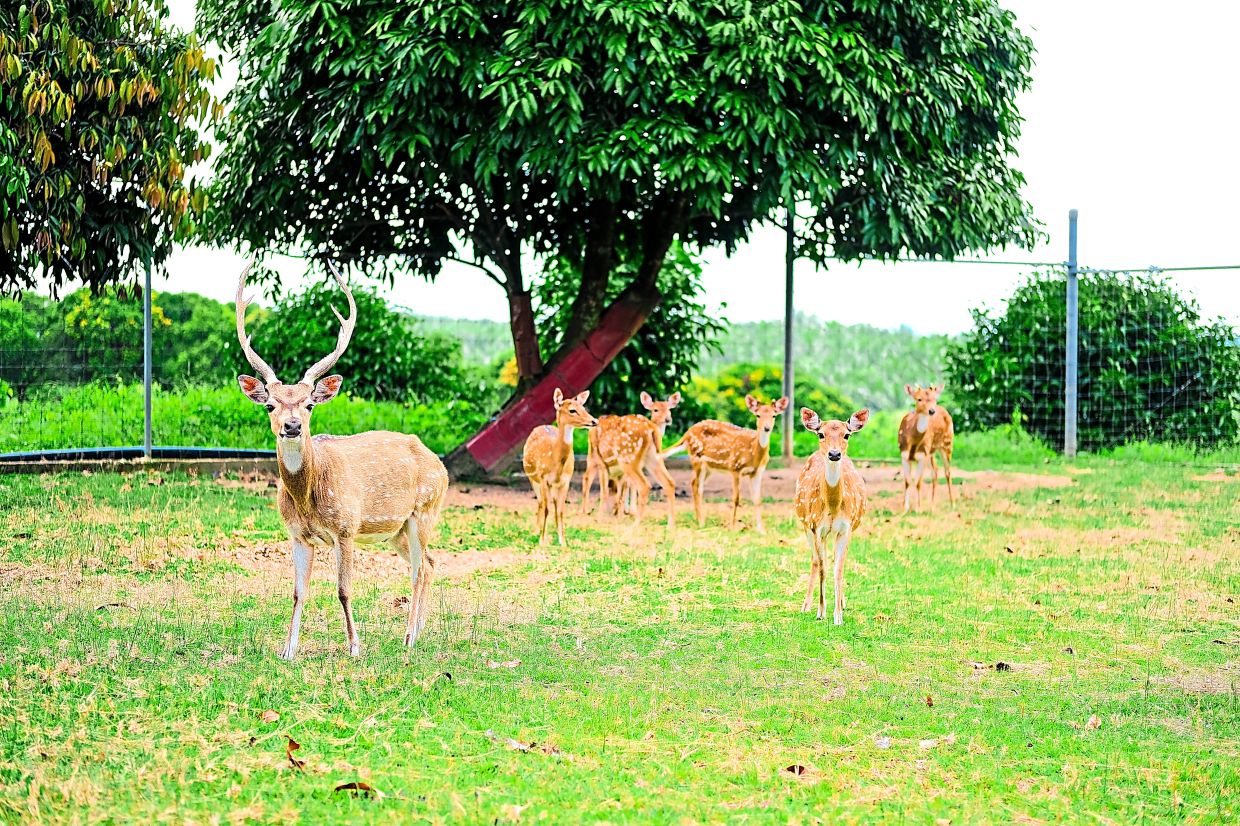 Deer farm