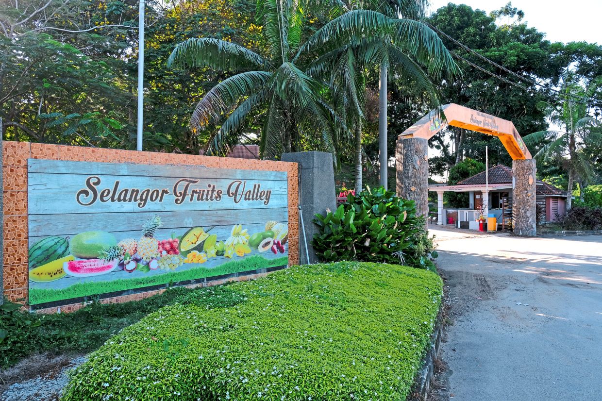 Strong showing for Selangor’s fruits valley agro-tourism initiative