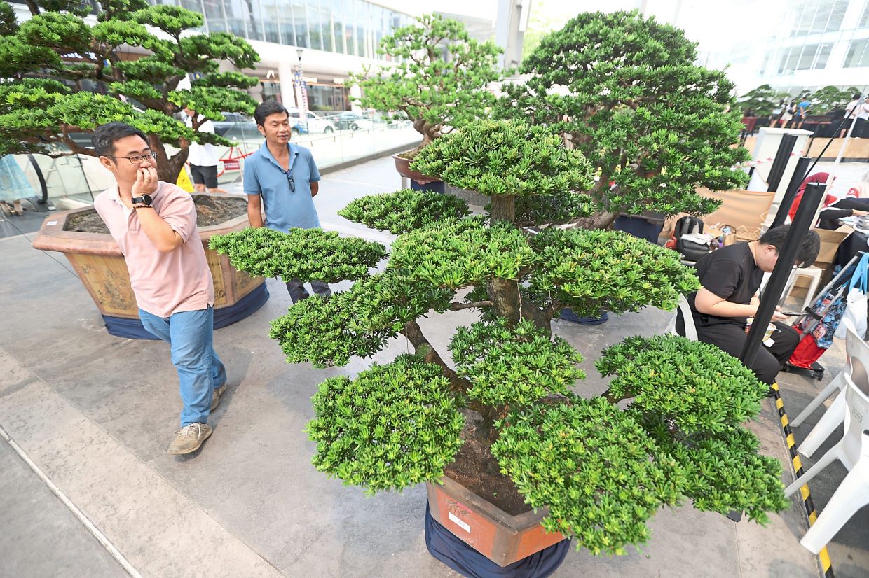 world-bonsai-convention-debuts-in-malaysia-400-trees-on-display-the-star