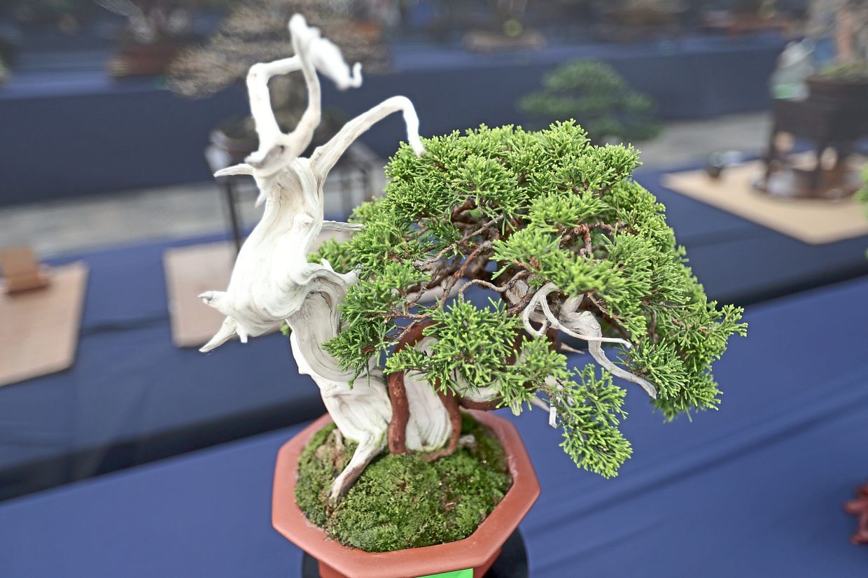 A Shimpaku juniper bonsai tree.