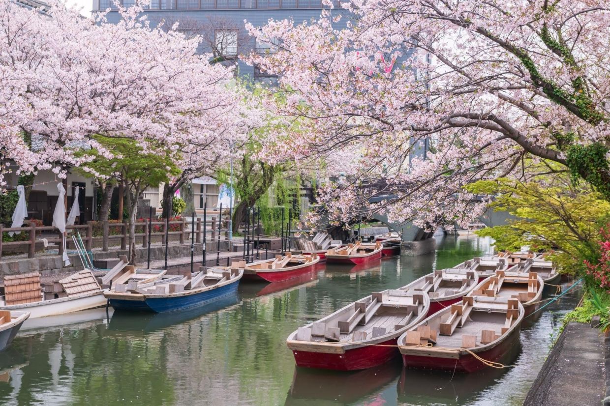Take in the sights of the sakura blossoms that line the river in Fukuoka, Japan.